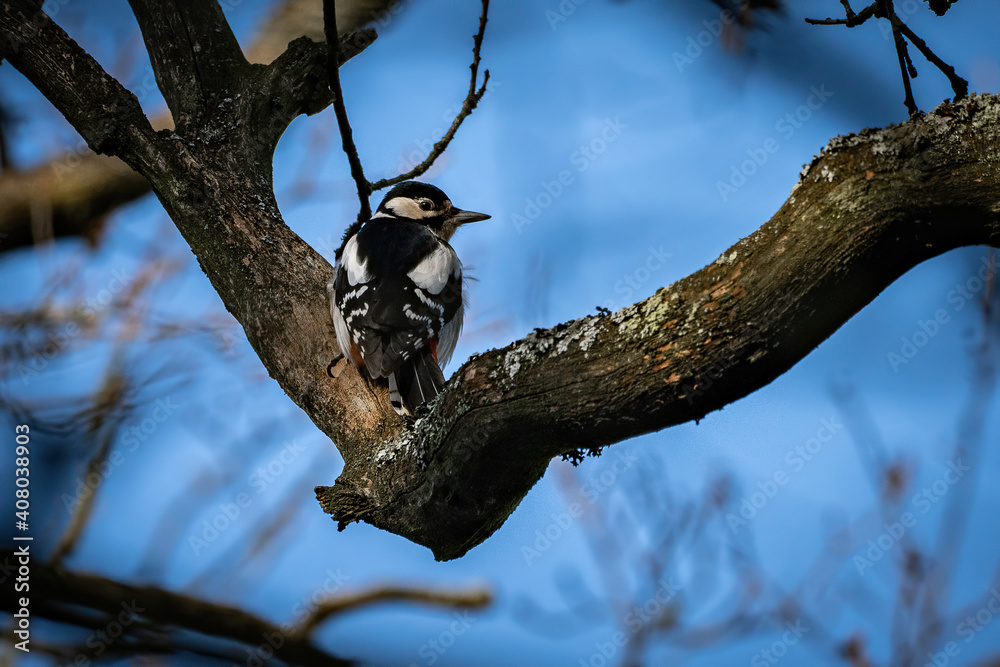 Naklejka premium bird woodpecker on tree