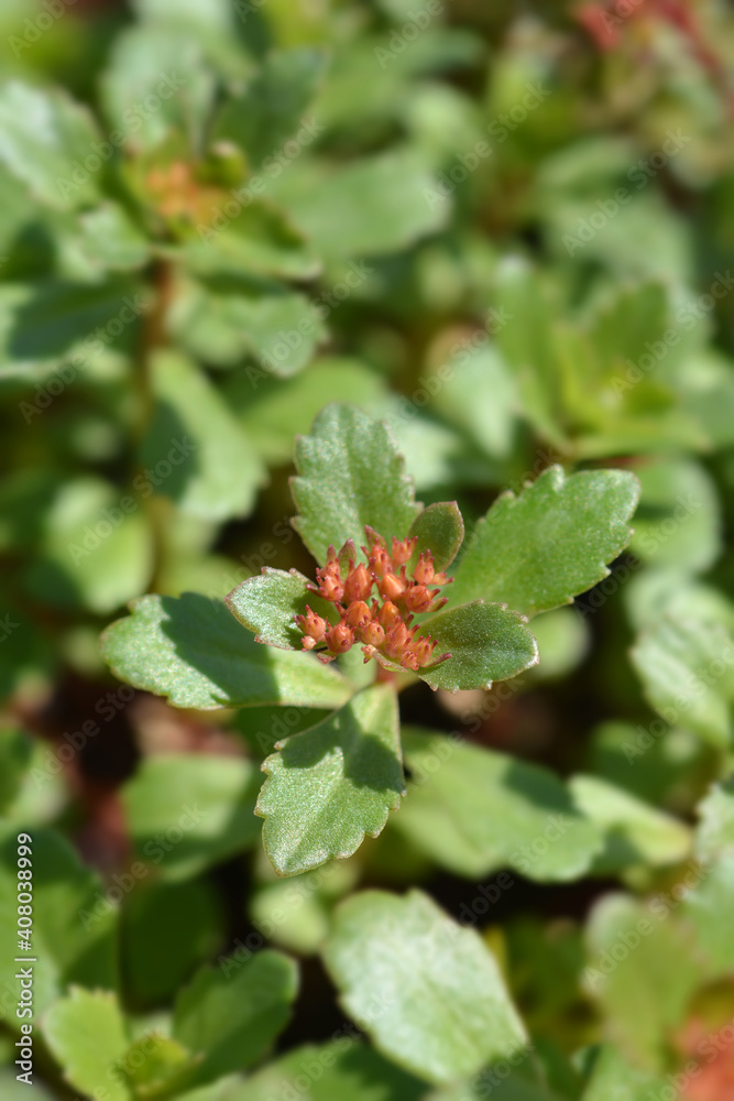 Russian Stonecrop Russian Stonecrop