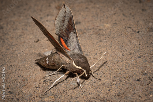 Vine Hawk Moth, Hippotion rosetta, a common Australian Hawk Moth displaying the red underwing.
