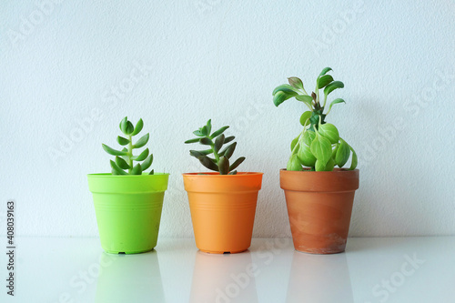 Succulent plant in pot for interior decoration.