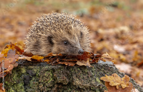 Hedgehog in autumn, wild, free roaming hedgehog, taken from within a wildlife hide to monitor the health and population of this favourite but declining mammal, copy space