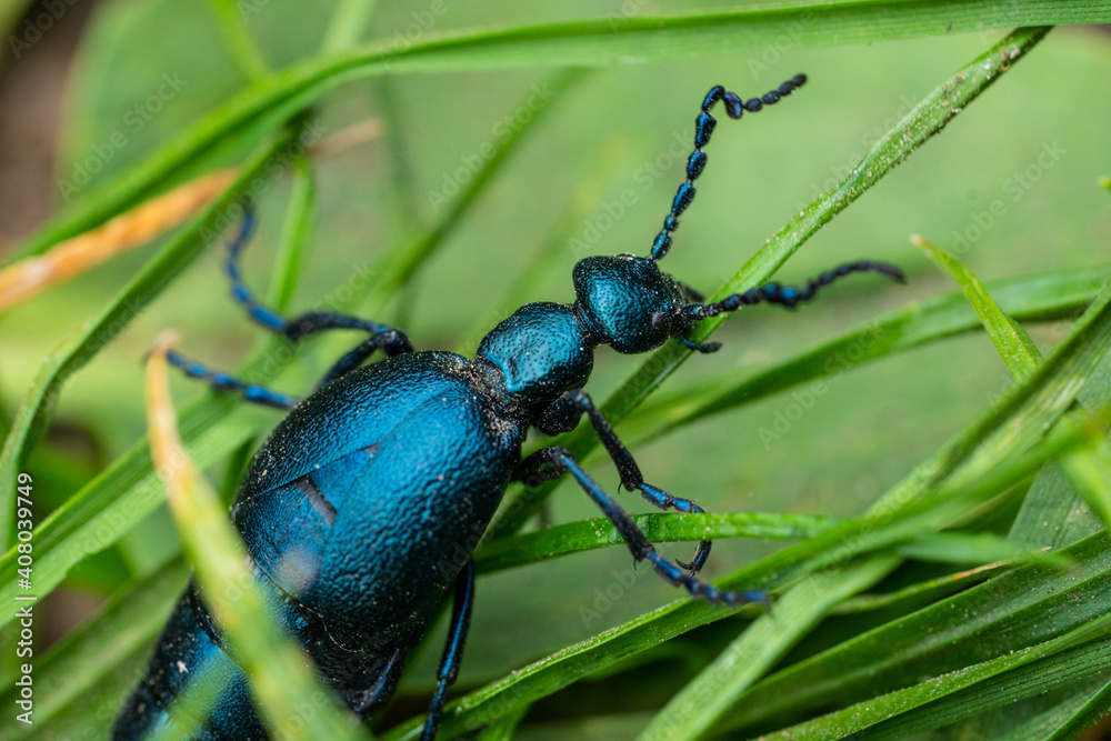 Fototapeta premium blue bug on a grass