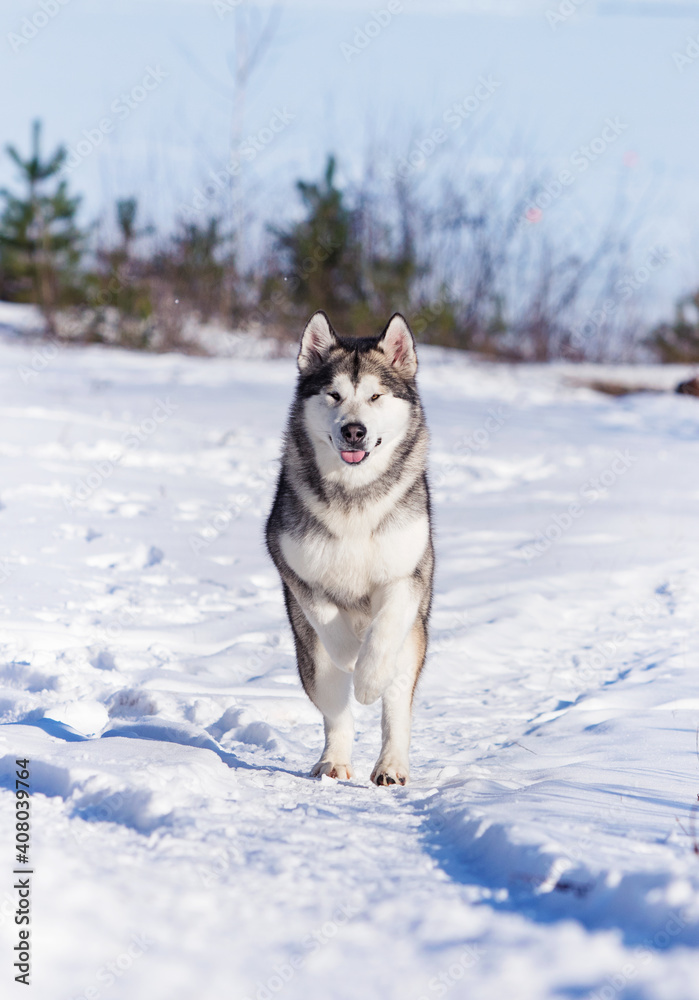 malamute dog playing in the snow in winter