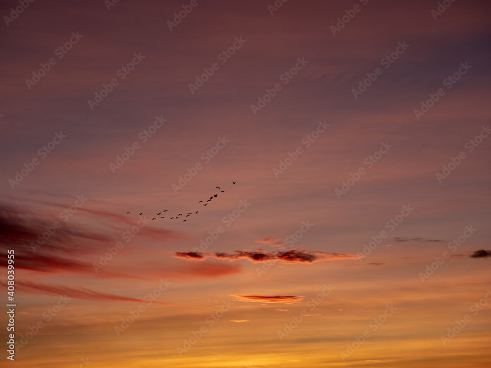 Birds at sunset flying over the lagoon of Valencia, Spain.