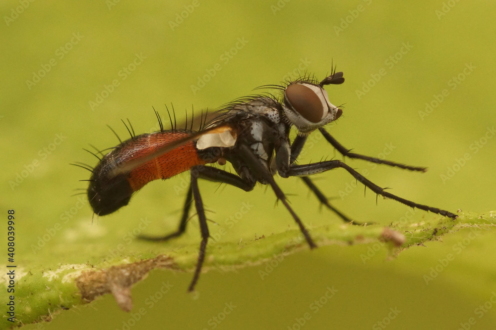 Close up of tachinid fly Cylindromyia brassicaria on green background. Close up of tachinid fly Cylindromyia brassicaria on green background.