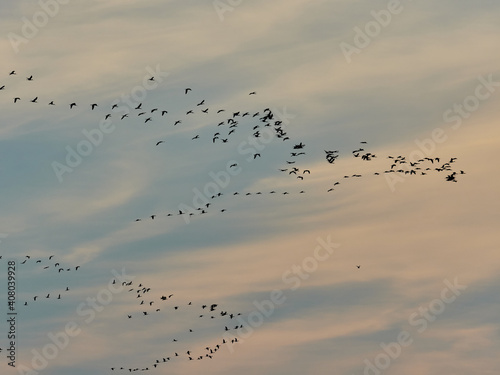 Birds at sunset flying over the lagoon of Valencia, Spain. © Alfre_Xat