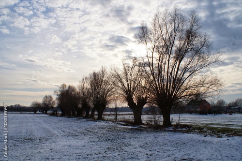 willows standing in a field against the sky in a snowy winter landscape in Poland