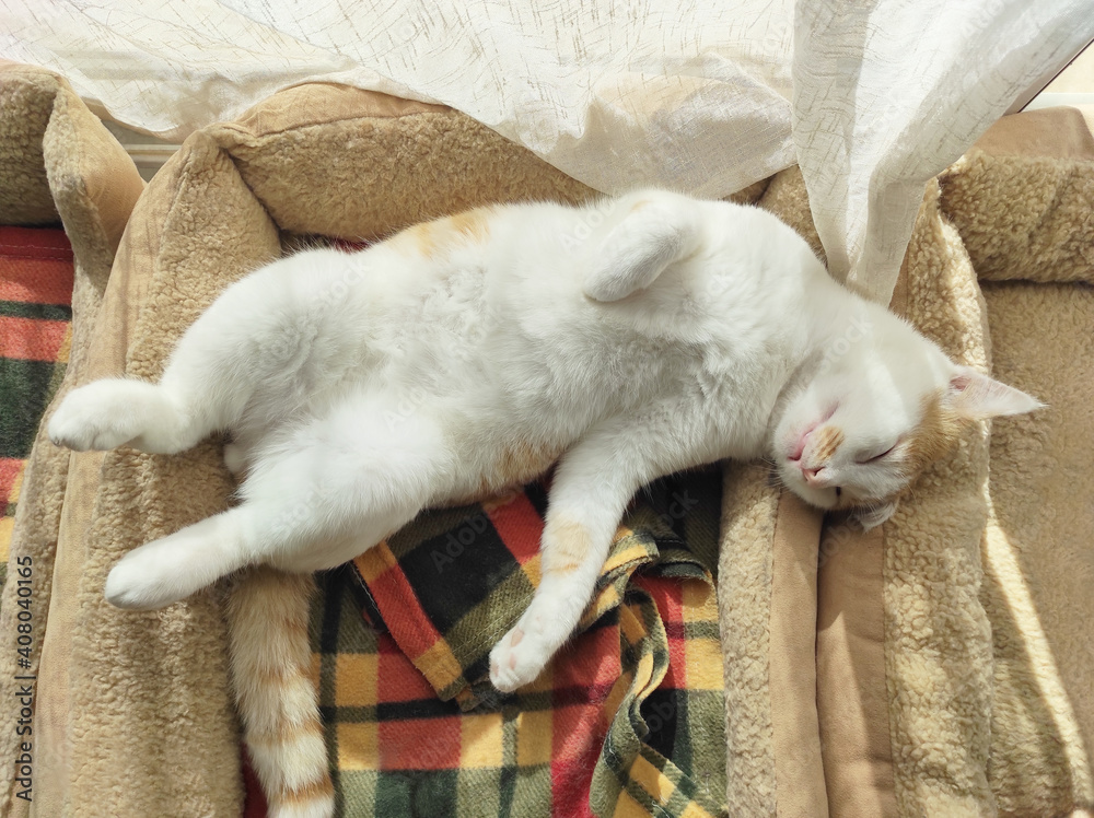 Cat lying shop in bed