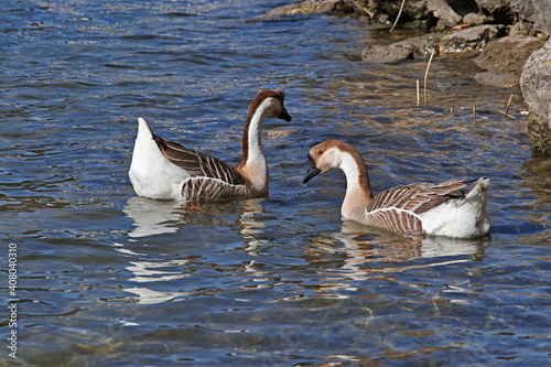 chinese geese in water
