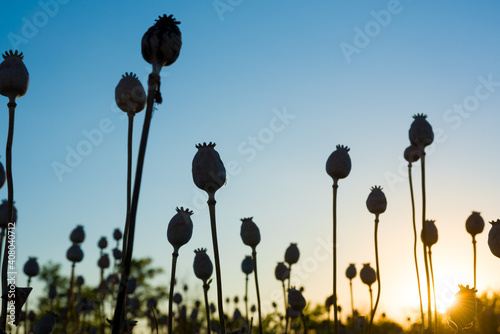 Silhouette of ripe poppies on the field