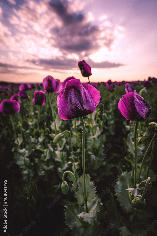 Landscape with nice sunset over poppy field Landscape with nice sunset over poppy field