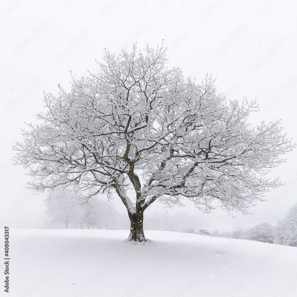 Fototapeta premium winter