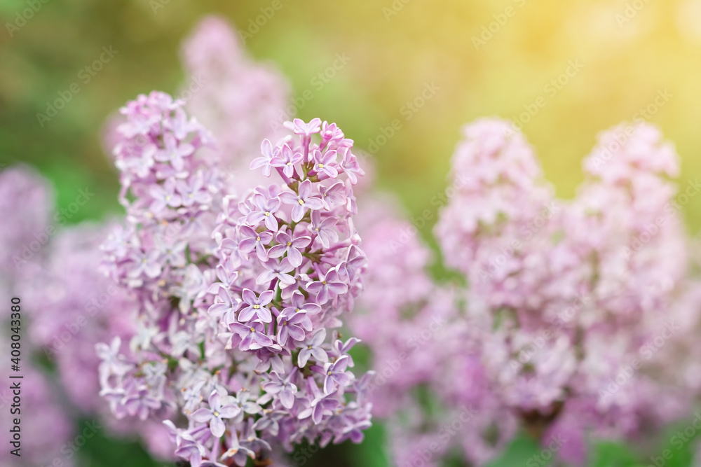 Blooming tender lilac, Syringa, violet pink flower closeup at spring sunlight, natural background, pastel romantic color