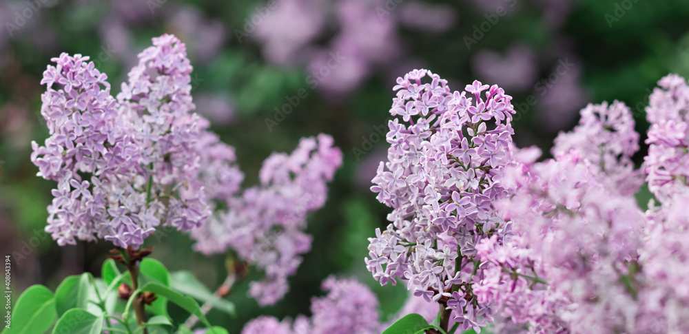 Blooming tender lilac, Syringa, violet blue flower closeup at springtime on dark moody background, banner with pastel color