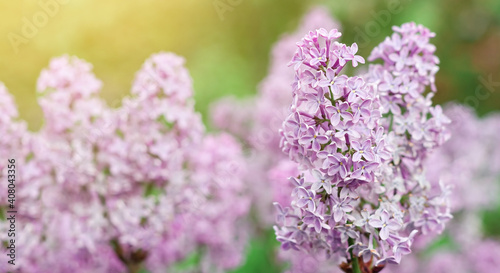 Blooming tender lilac  Syringa  violet pink flower closeup at spring sunlight  natural background  pastel romantic color