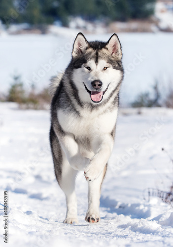 malamute dog running in the snow in winter © Happy monkey