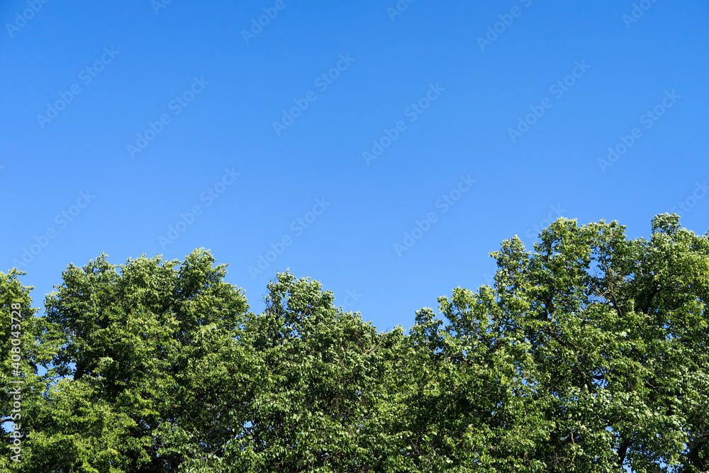 The silhouette of a tree's foliage with fresh, green leaves against a clear blue sky.