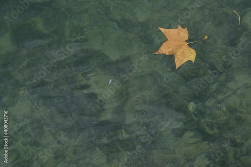 Принти на полотні Fallen leaf of the tree is dragged by the current of the river
