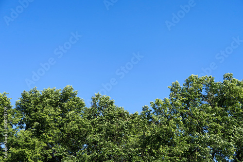 The silhouette of a tree s foliage with fresh  green leaves against a clear blue sky.