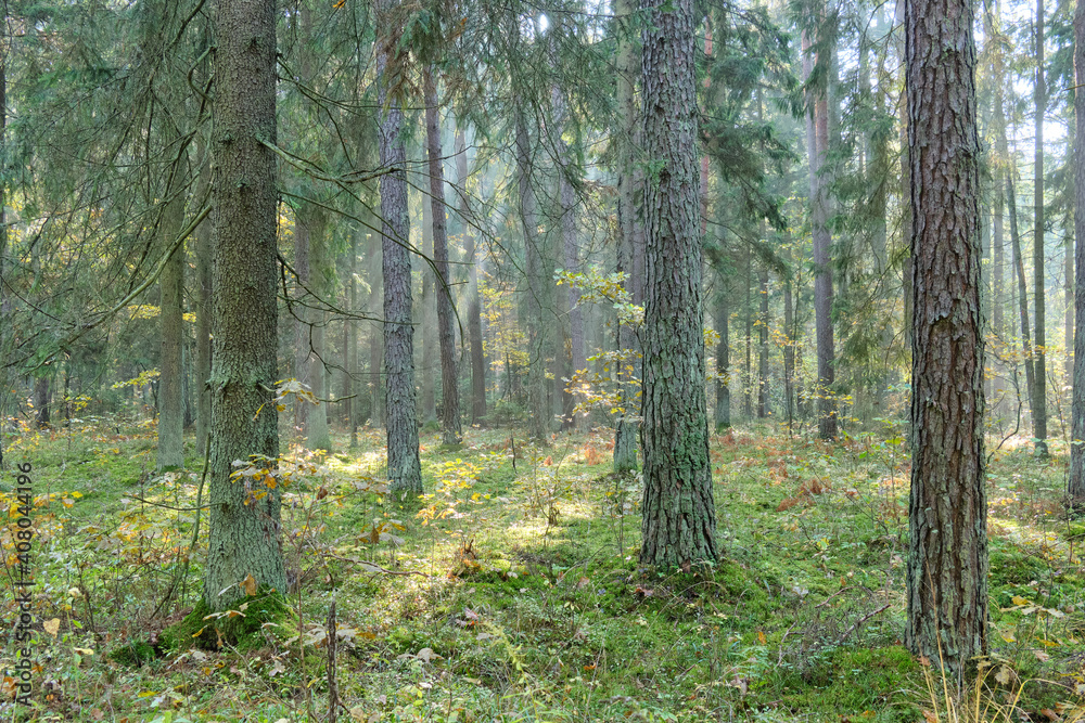 Sunbeam entering mixed forest stand Sunbeam entering mixed forest stand