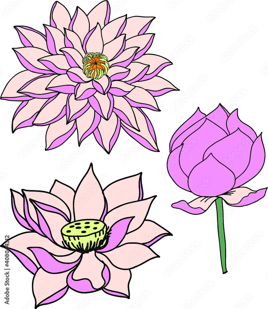 Lotus blooming flower isolate on white background.Hand drawn and sketch lotus flower ,isolate on white background Lotus blooming flower isolate on white background.Hand drawn and sketch lotus flower ,isolate on white background