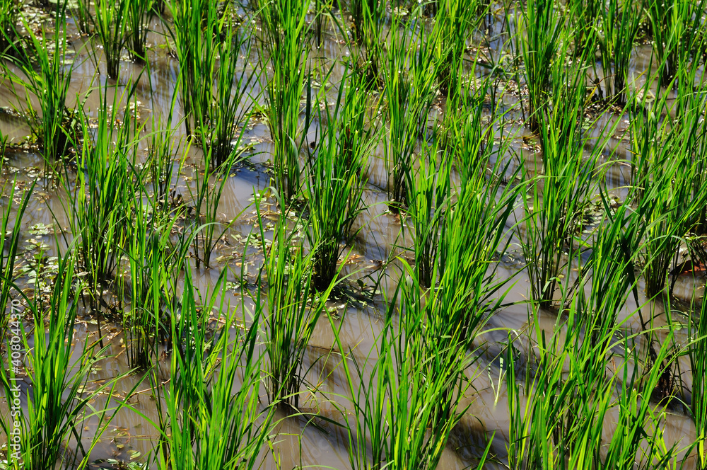 Rice field Rice field