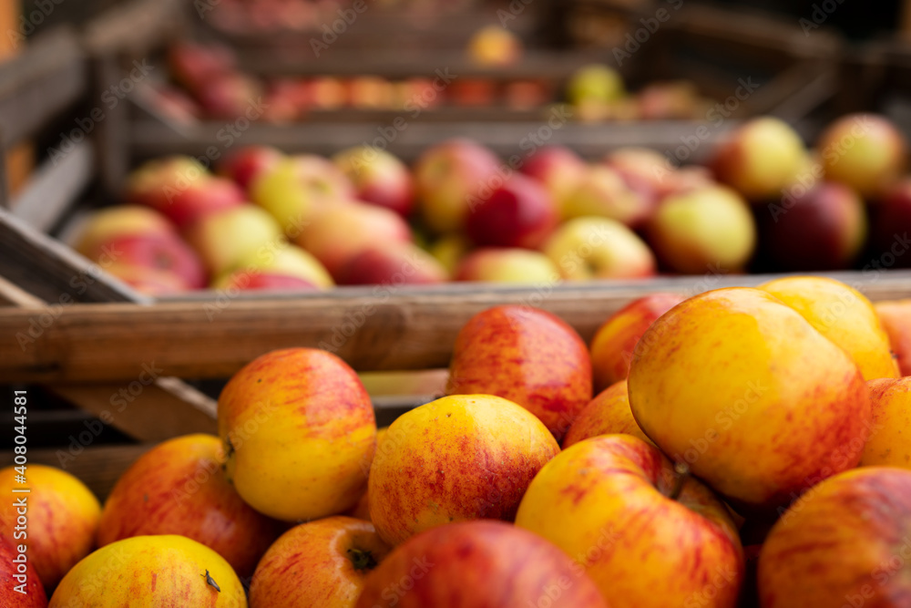 Focus on sweet organic apples in the foreground with more apples in the background for sale. Apples freshly harveted and for sale at farmers market. Photo taken in Sweden Focus on sweet organic apples in the foreground with more apples in the background for sale. Apples freshly harveted and for sale at farmers market. Photo taken in Sweden