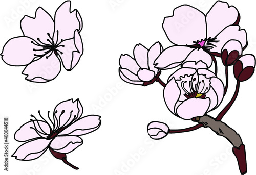 hand drawn peach blossom or Sakura flower.skatch and fine art cherry blossom.Japanese flower.