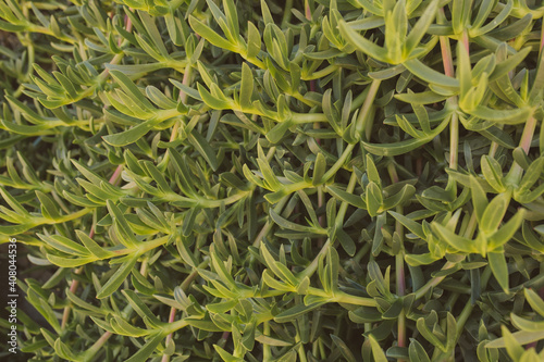 Carpobrotus Edulis. Closeup view of green succulent background for design. Ice plant. 