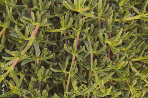 Carpobrotus Edulis. Closeup view of green succulent background for design. Ice plant. 