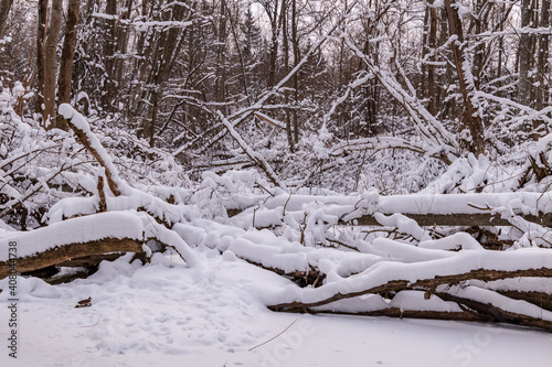 Animal footprints on a frozen river. Beaver felled trees in winter.