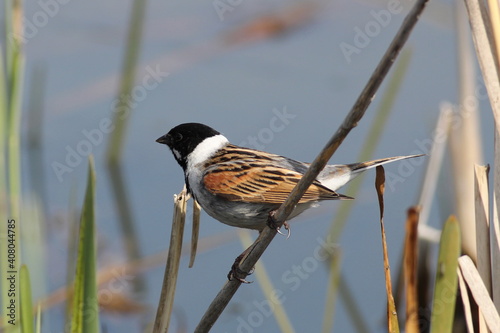 Reed Bunting on reed stem photo