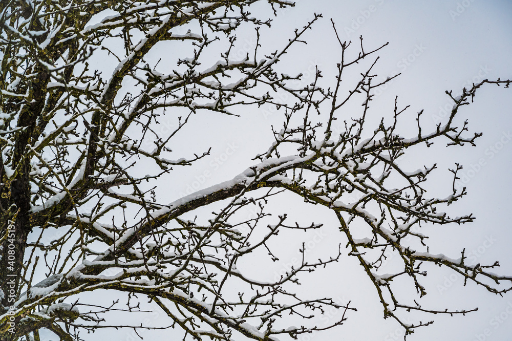 A low angle shot of snow-covered tree branches A low angle shot of snow-covered tree branches