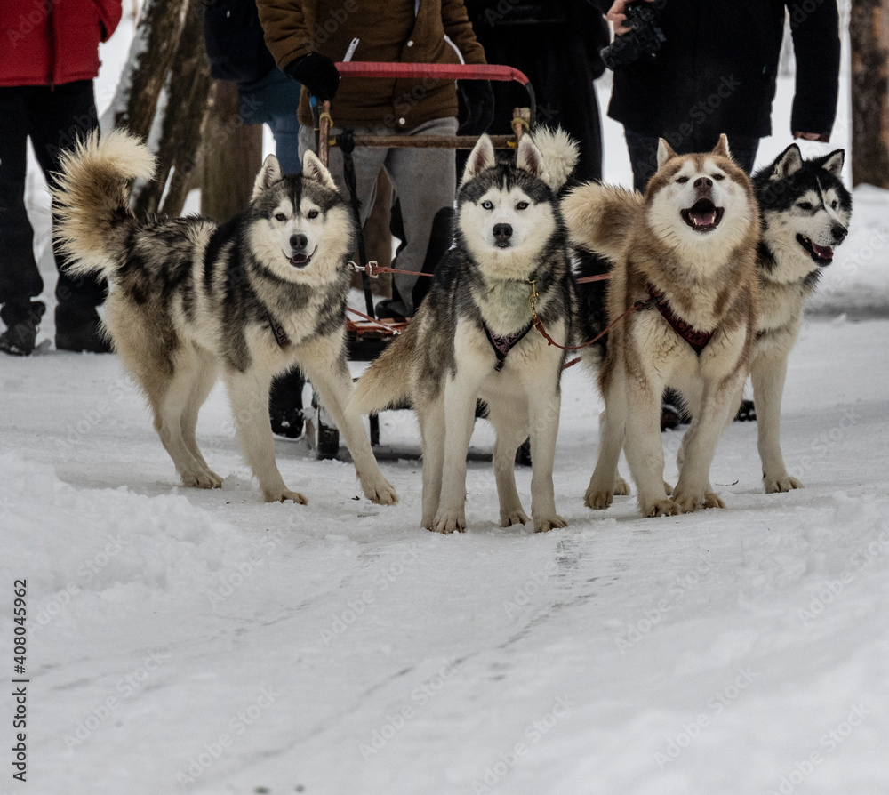 working sled dogs husky in harness at work in winter working sled dogs husky in harness at work in winter