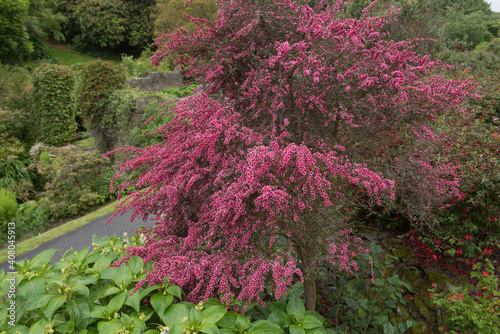 Fototapeta Naklejka Na Ścianę i Meble -  Pink Flowers on a Summer Flowering Manuka or Tea Tree Shrub (Leptospermum scoparium) Growing in a Country Cottage Garden in Rural Devon, England, UK