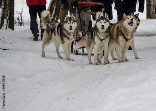 working sled dogs husky in harness at work in winter