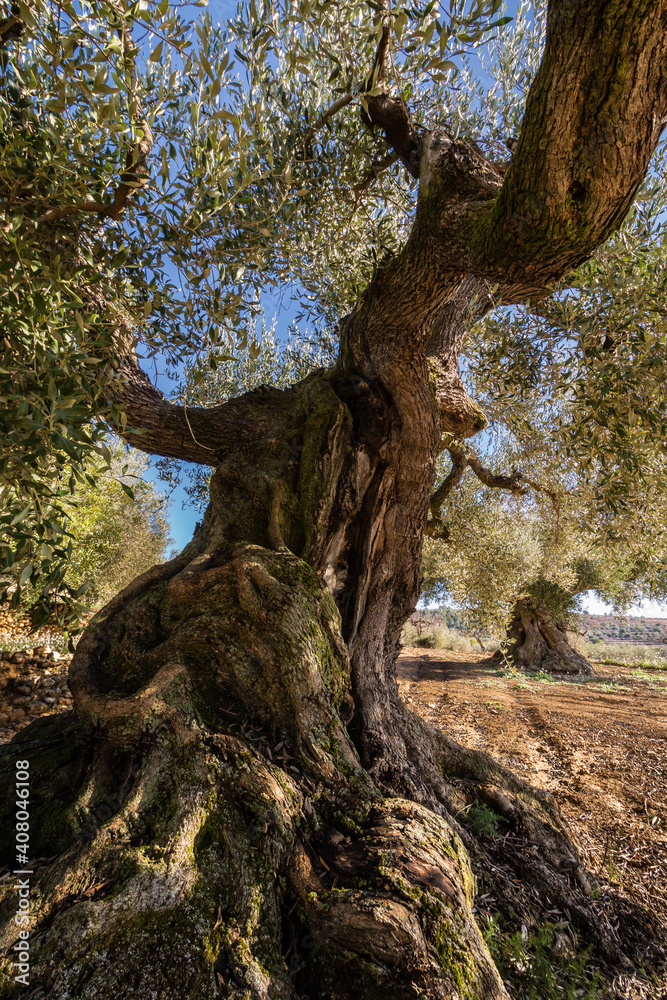 Detalle del tronco de un olivo centenario en los campos de Castellón