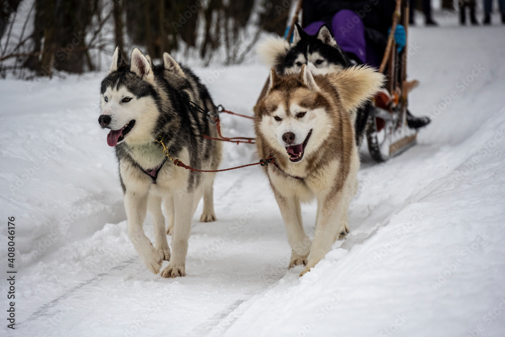 working sled dogs husky in harness at work in winter working sled dogs husky in harness at work in winter