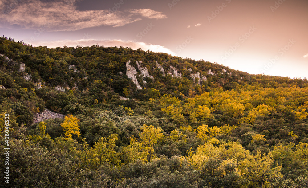 Robles con hojas amarillas en otoño en el bosque de del Parque Natural de la Font Roja, en la Comunidad Valenciana