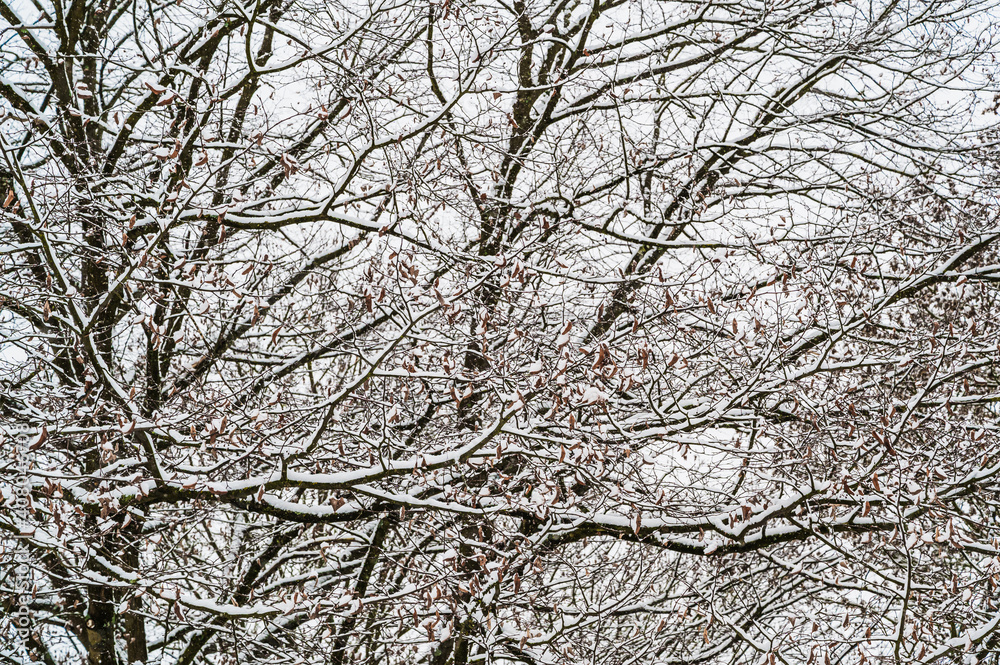 A closeup shot of snow-covered bare tree branches A closeup shot of snow-covered bare tree branches