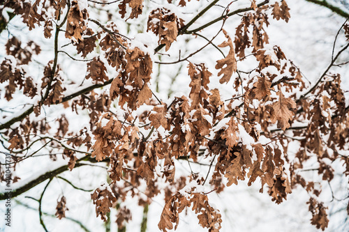 A selective focus shot of snow-covered tree leaves and branches