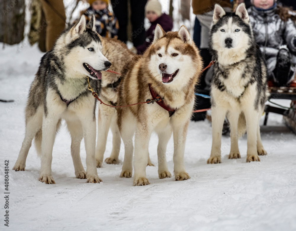working sled dogs husky in harness before work in winter working sled dogs husky in harness before work in winter