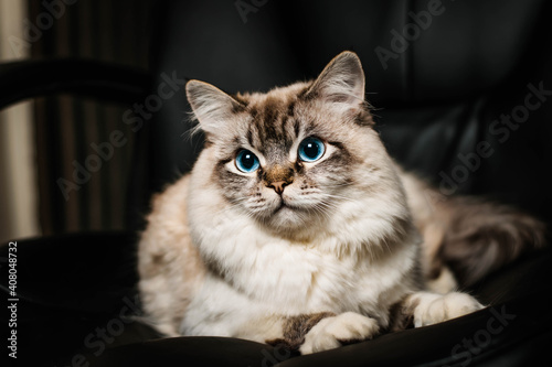 portrait of a cat Neva Masquerade  photo
