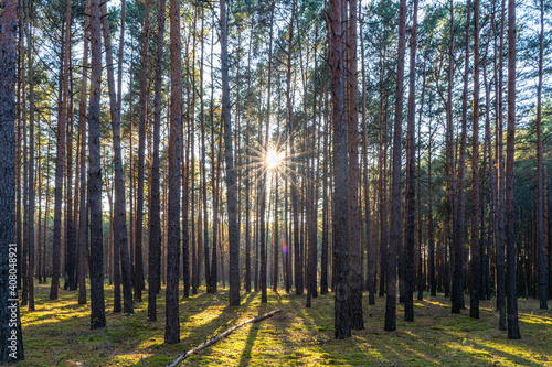 Sun rays fall into a pine forest and create a harmonious lighting atmosphere