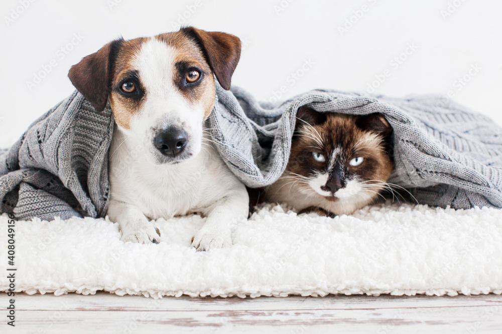 Dog and cat under plaid