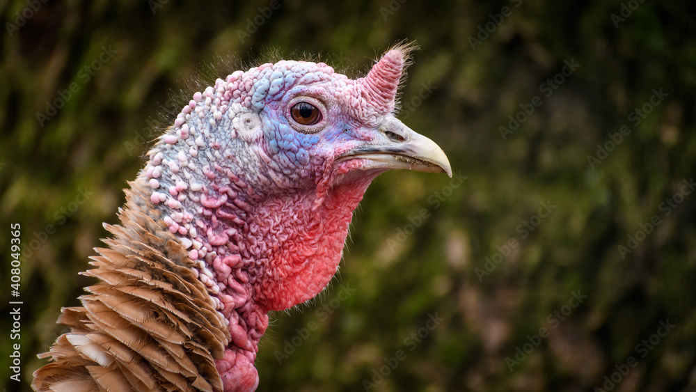 Male domestic turkey (Meleagris gallopavo domesticus) side profile.