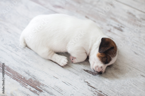 Newborn puppy sleeping