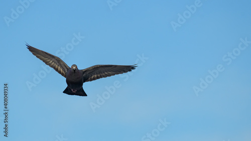 Common pigeon (Columba livia) flying over the blue sky.