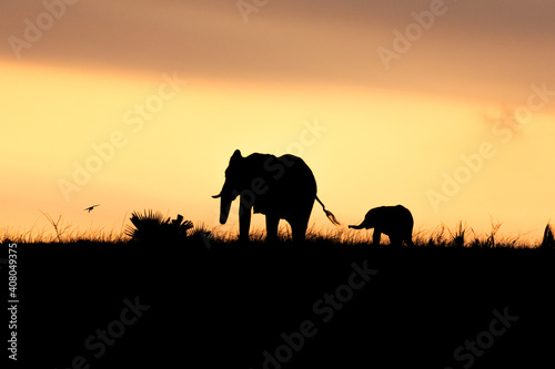 Silhouettes of two elephants at sunset; Murchison Falls National park, Uganda