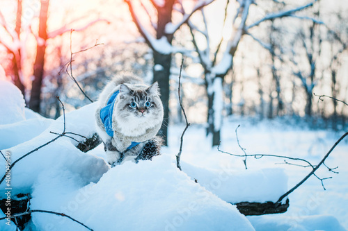Snow cat photo